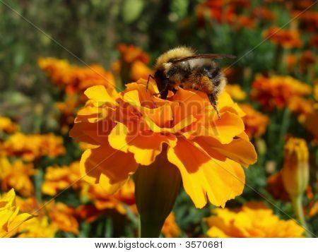 Blume mit der Hummel