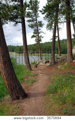 Tereny leśne ścieżki nad jeziorem