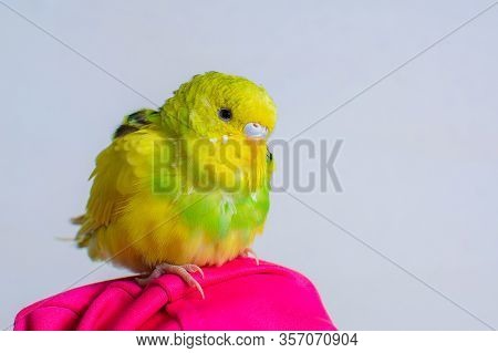 Funny Budgie. A Cute Yellow Budgie Parrot Is Sitting On The Girls Hand. Tamed Pet