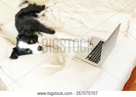 Mobile Office At Home. Funny Portrait Cute Puppy Dog Border Collie On Bed Working Surfing Browsing I