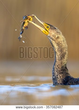 Great Cormorant (phalacrocorax Carbo) Eating Black Bullhead (ameiurus Melas) Caught In Lake Csaj, Ki