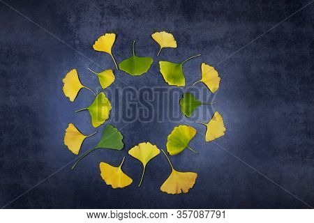 Healing Yellow And Green Leaves Of Ginko Biloba In A Circle On A Dark Background. Ginko Leaves For M