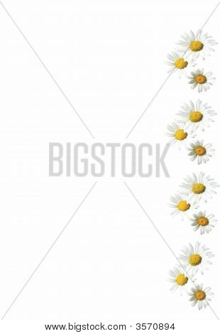 Fiori delicati e bella cornice