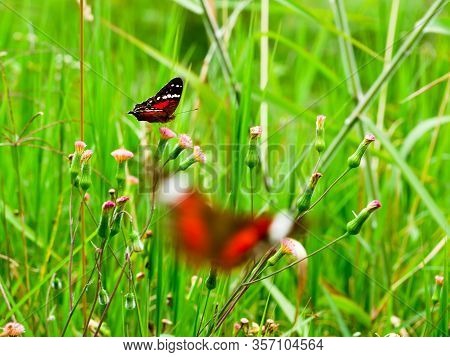 Two Common Butterflies (amartia Amathea) Flying On A Garden Near The Town Of Jardin Antioquia, Blurr