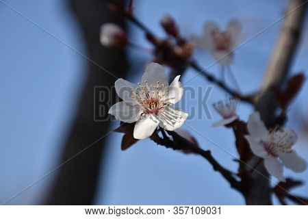 On The Brown Thicker Branches Of The Cherry Grow Young Brown Buds Of Leaves And Flowers