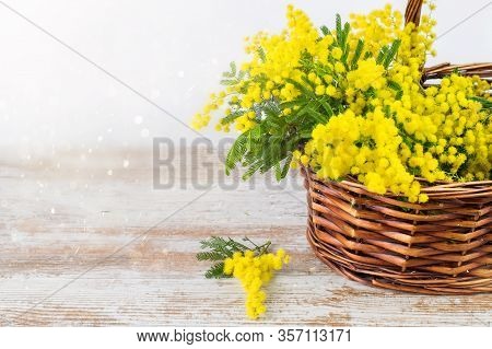 Basket Ful Of Golden Fresh Yellow Mimosa On The Wooden Natural Background. Vintage, Beautiful Bokeh.