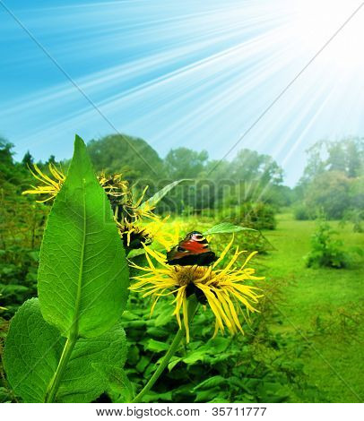 Campo con le farfalle e i colori