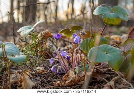 Hepatica (hepatica Nobilis) Shrub With Leaves And Blue Blossoms Between Last Year S Brown Leaves, Ne