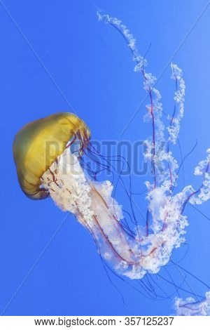 Orange Jellyfish (chrysaora Fuscescens Or Pacific Sea Nettle) In Blue Ocean Water