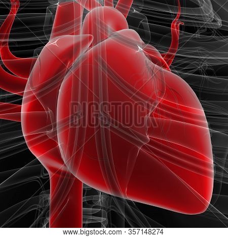 The Heart Is A Muscular Organ About The Size Of A Fist, Located Just Behind And Slightly Left Of The