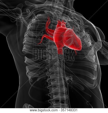 The Heart Is A Muscular Organ About The Size Of A Fist, Located Just Behind And Slightly Left Of The