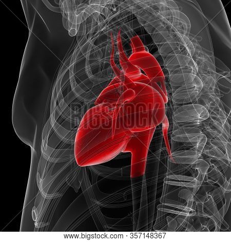 The Heart Is A Muscular Organ About The Size Of A Fist, Located Just Behind And Slightly Left Of The