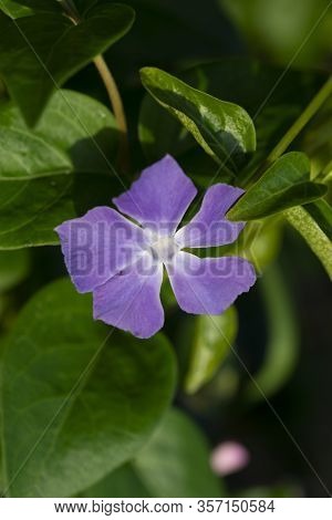 Detail Of Perwinkle Flower In A Meadow