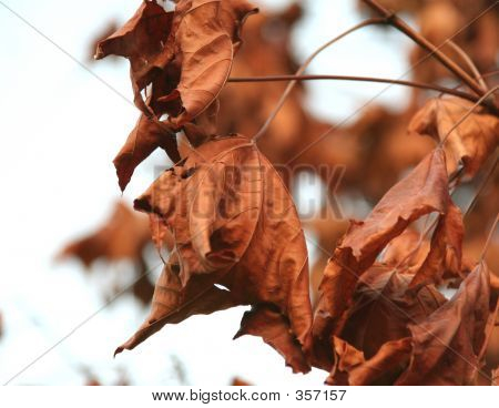 ฤดูใบไม้ร่วงสีน้ำตาล Leafs