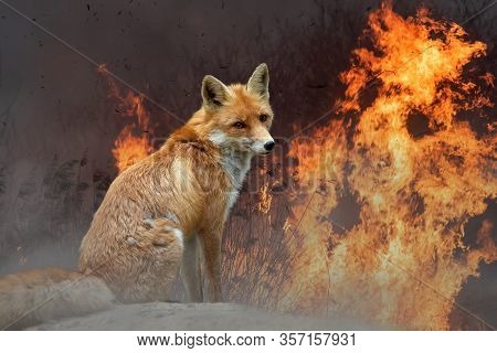 Red Fox On A Background Of Burning Forest. Wild Animal In The Midst Of Fire And Smoke