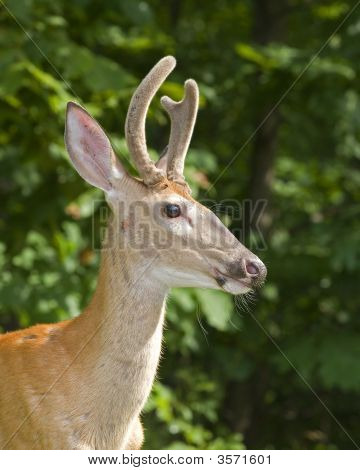 Strobist Buck
