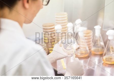 Female Scientist Working With Bacteria In Laminar Flow At Corona Virus Vaccine Development Laborator