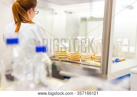 Female Scientist Working With Bacteria In Laminar Flow At Corona Virus Vaccine Development Laborator