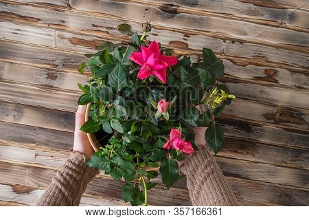 Woman Hands Transplanting Rose Flower Plant A Into A New Pot With Iron Shovel, Soil On The Wooden Pl
