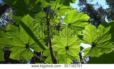 Devils Club Plant Back Lit By The Afternoon Sun At Marymere Falls