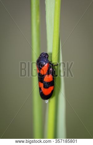 A Close Up Of A Beetle On A Plant