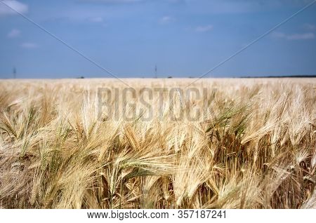 Ears Of A Grain Field In The Summer Just Before The Harves