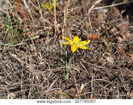 Crocus Angustifolius Plant From The Iris Family (iridaceae)