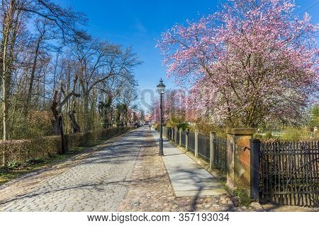 Old Cobblestoned Road With Spring Blossom In Rheda-wiedenbruck, Germany