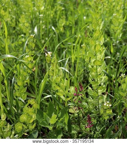 Field Pennycress, Thlaspi Arvense Is An Edible Plant Used In Salads. Their Seeds Are Sometimes Used 
