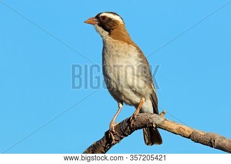 White-browed sparrow-weaver (Plocepasser mahali) perched on a branch, South Africa