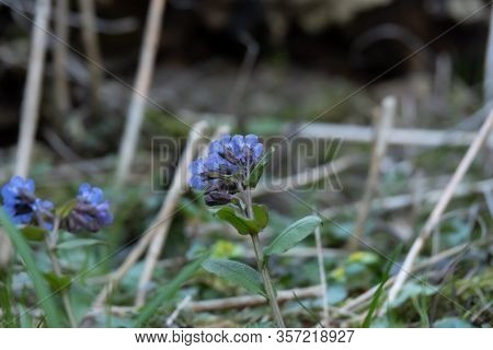 Wood Violet Viola Odorata Or Sweet Violet, English Violet, Common Or Garden Violet Native To Europe,