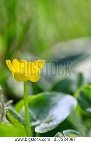 A Fig Buttercup Blooming In Early Spring