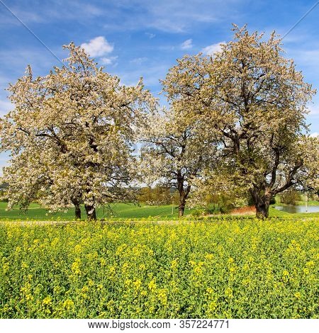 Rapeseed, Canola Or Colza Field And Alley Of Flowering Cherry Trees With Beautiful Sky - Brassica Na
