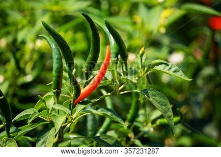 Chilis On Bush, Agriculture Of Spie Vegetable