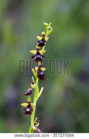 Ophrys Insectifera, The Fly Orchid With Green Background. European Orchid On Green Field With Dark F