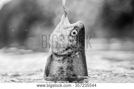 Fish In Trap Close Up. Fish Open Mouth Hang On Hook. Bait Spoon Fishing Accessory. Victim Of Poachin