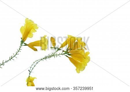 In Selective Focus A Bouquet Of Swet Yellow Trumpetbush Flower Blossom With Green Leaves On White Is