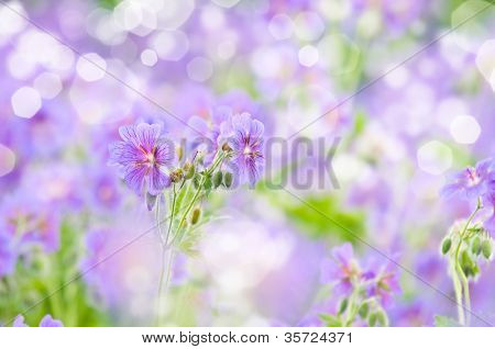 geranium kwitnienia lato przez nazwę gravetye