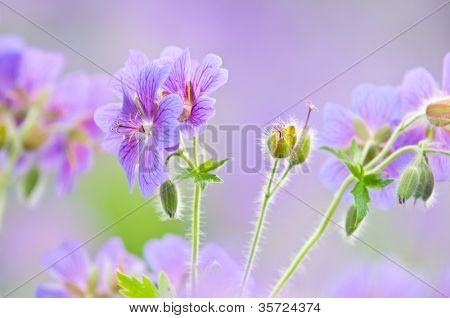geranium kwitnienia lato przez nazwę gravetye