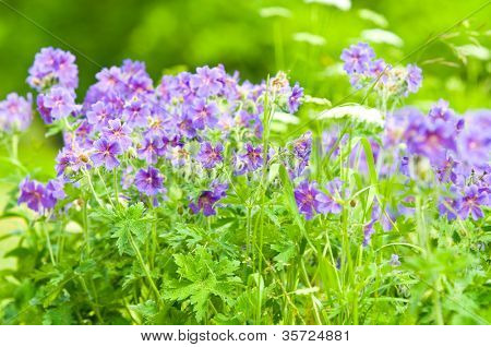geranium kwitnienia lato przez nazwę gravetye
