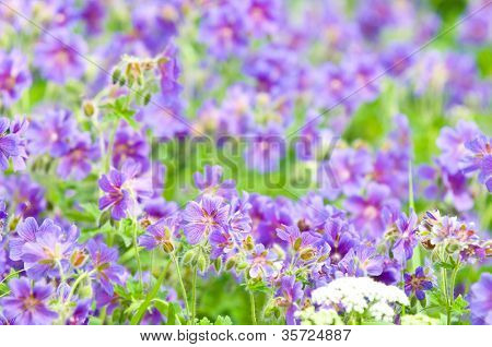 geranium kwitnienia lato przez nazwę gravetye
