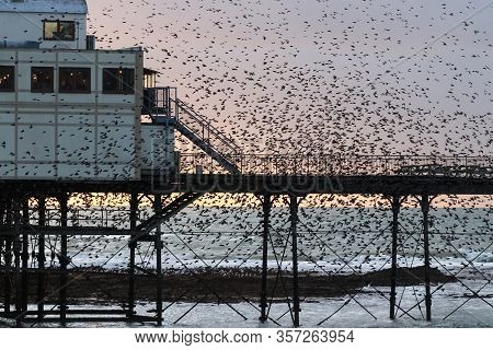 A Flock Of Starlings Flying Around Aberystwyth Pier