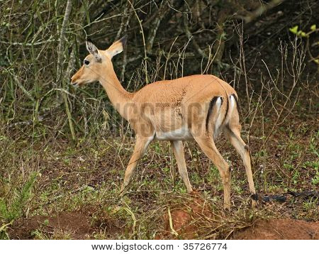 Uganda Kob In ambiente arbustiva