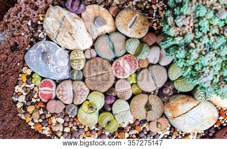 Lithops (Living stone), Cactus on flower pot