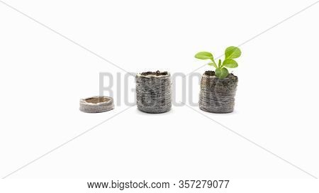 How To Use A Peat Tablet. Peat Tablet Before And After. The Process Of Plant Growth In A Coconut Tab
