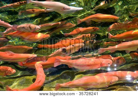 เทราต์หลายสีว่ายน้ำในแม่น้ำดื่ม