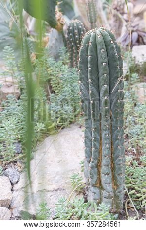 Part Of Green Cactus Spikes In Pot With Long Thorn, Detail Of Large Cactus Plant Showing Needles And