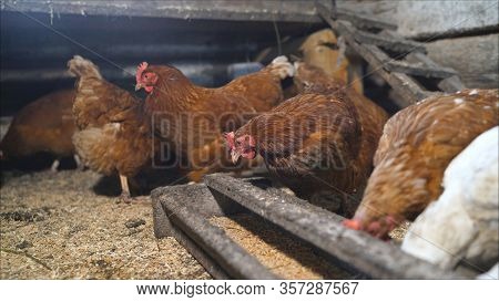 Chicken Takes Food From A Feeder In A Chicken Coop. On A Modern Poultry Farm, Broilers Drink Water A
