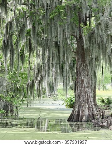 A Cypress Tree With Moss In The Swamp