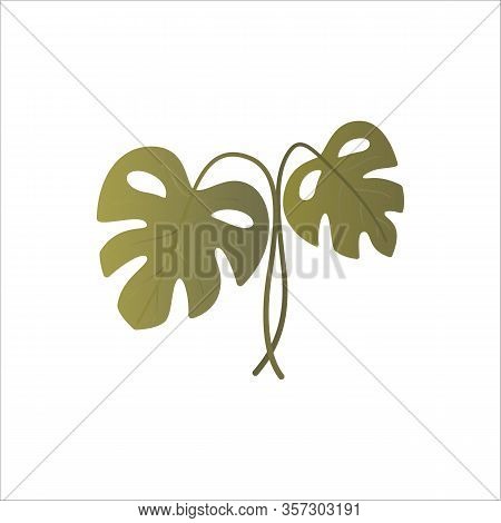 Exotic Tropical Houseplant Isolated On White Background. Monstera Plant With Leaves And Stem. Floral